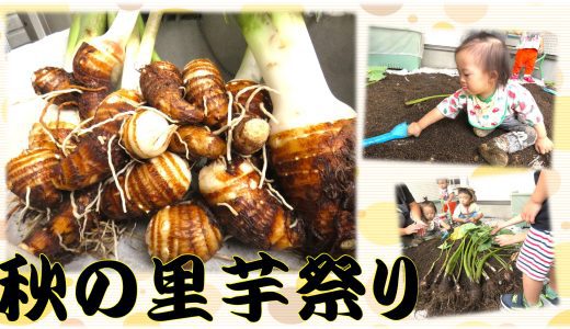 秋の里芋祭り！