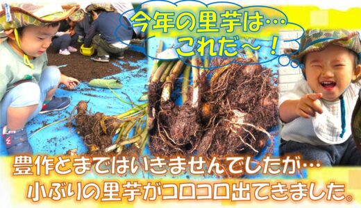 収穫祭 里芋編